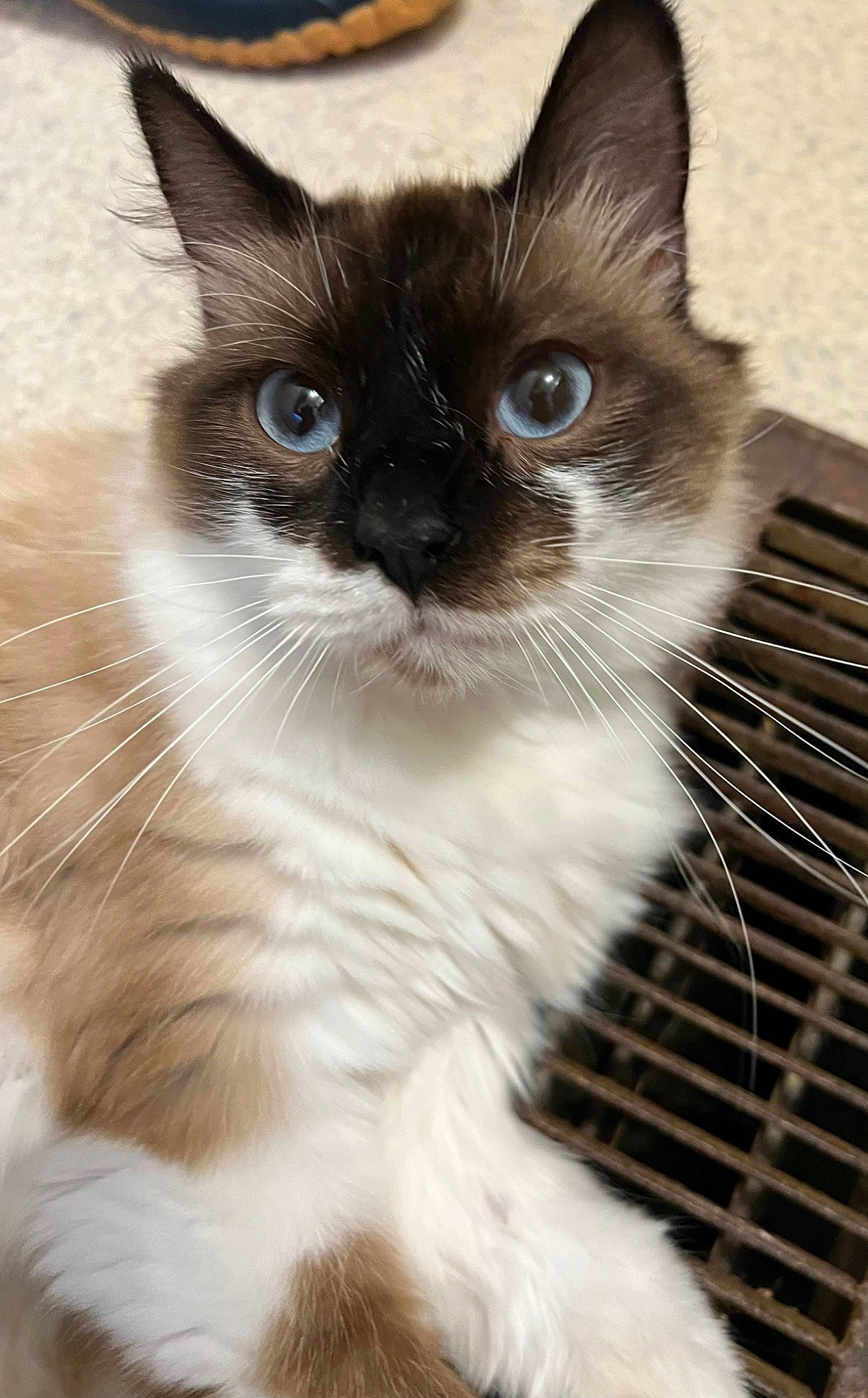 Charley is registered to the contest to win money with this photo: birman, carnivore, cat, domestic_short_haired_cat, door, felidae, fur, iris, monochrome_photography, siamese, sitting, small_to_medium_sized_cats, snout, tail, terrestrial_animal, thai, whiskers, window