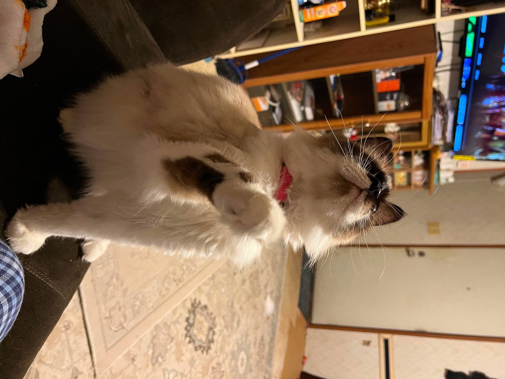 Charley joined the competition — help win amazing prizes! canidae, carnivore, cat, claw, collar, companion_dog, dog_breed, domestic_short_haired_cat, fawn, felidae, flooring, fur, paw, shelf, small_to_medium_sized_cats, snout, sporting_group, tail, whiskers, wood