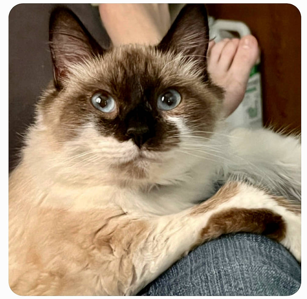Charley joined the competition — help win amazing prizes! balinese, birman, carnivore, cat, comfort, electronic_device, eye, fawn, felidae, fur, head, paw, photo_caption, rectangle, siamese, small_to_medium_sized_cats, snout, square, thai, whiskers