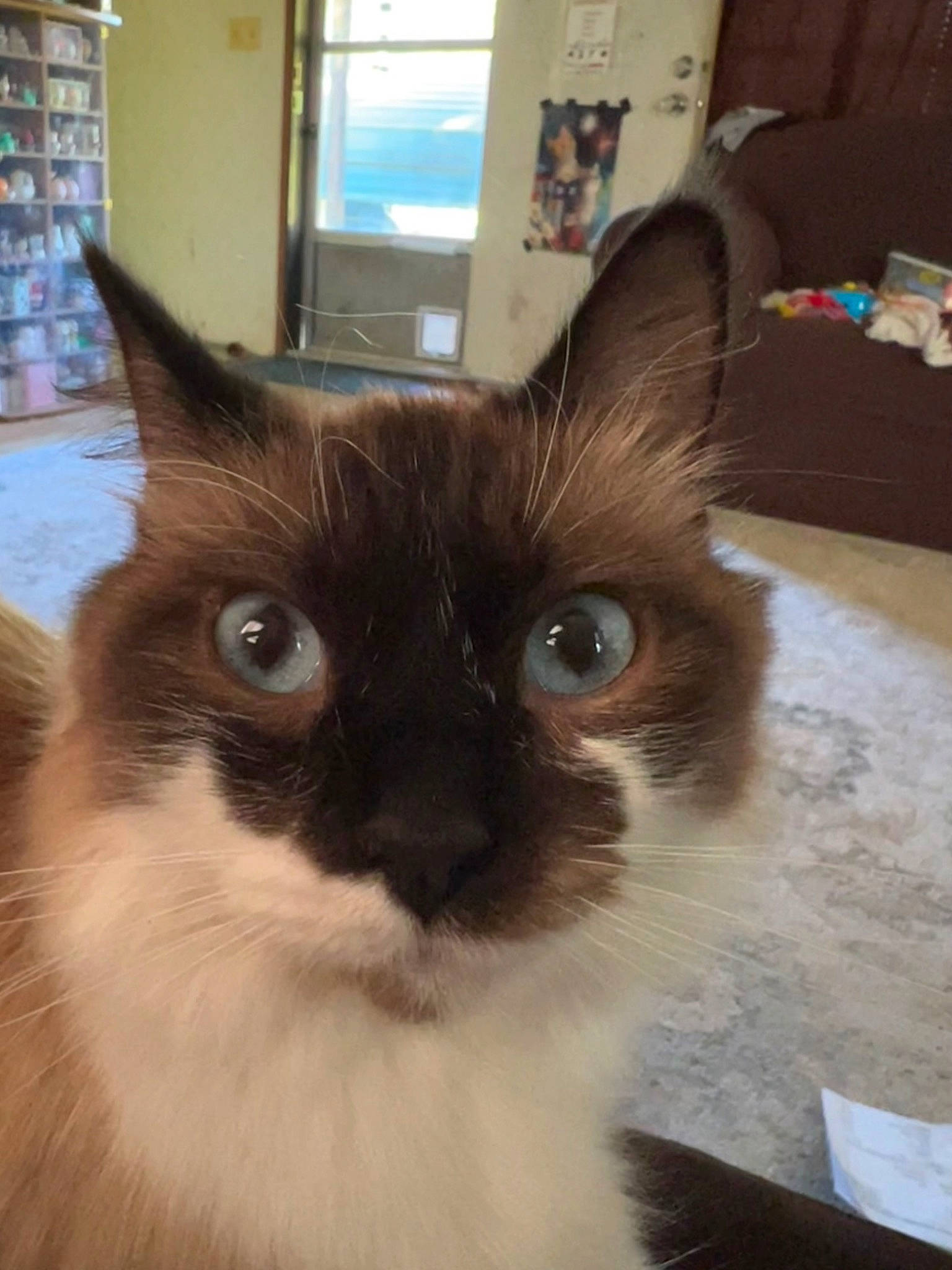 Charley joined the competition — help win amazing prizes! carnivore, cat, domestic_short_haired_cat, fawn, felidae, fur, iris, pet_supply, picture_frame, siamese, small_to_medium_sized_cats, snout, tail, terrestrial_animal, thai, whiskers, window