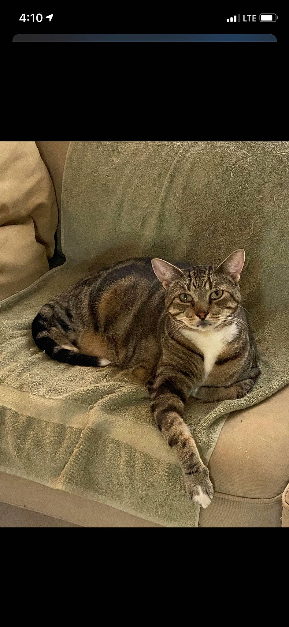 Preston is registered to the contest to win money with this photo: american_shorthair, asian, california_spangled, carnivore, cat, domestic_short_haired_cat, dragon_li, ear, european_shorthair, felidae, kitten, mammal, nap, ocicat, pixie_bob, small_to_medium_sized_cats, snout, sokoke, tabby_cat, whiskers