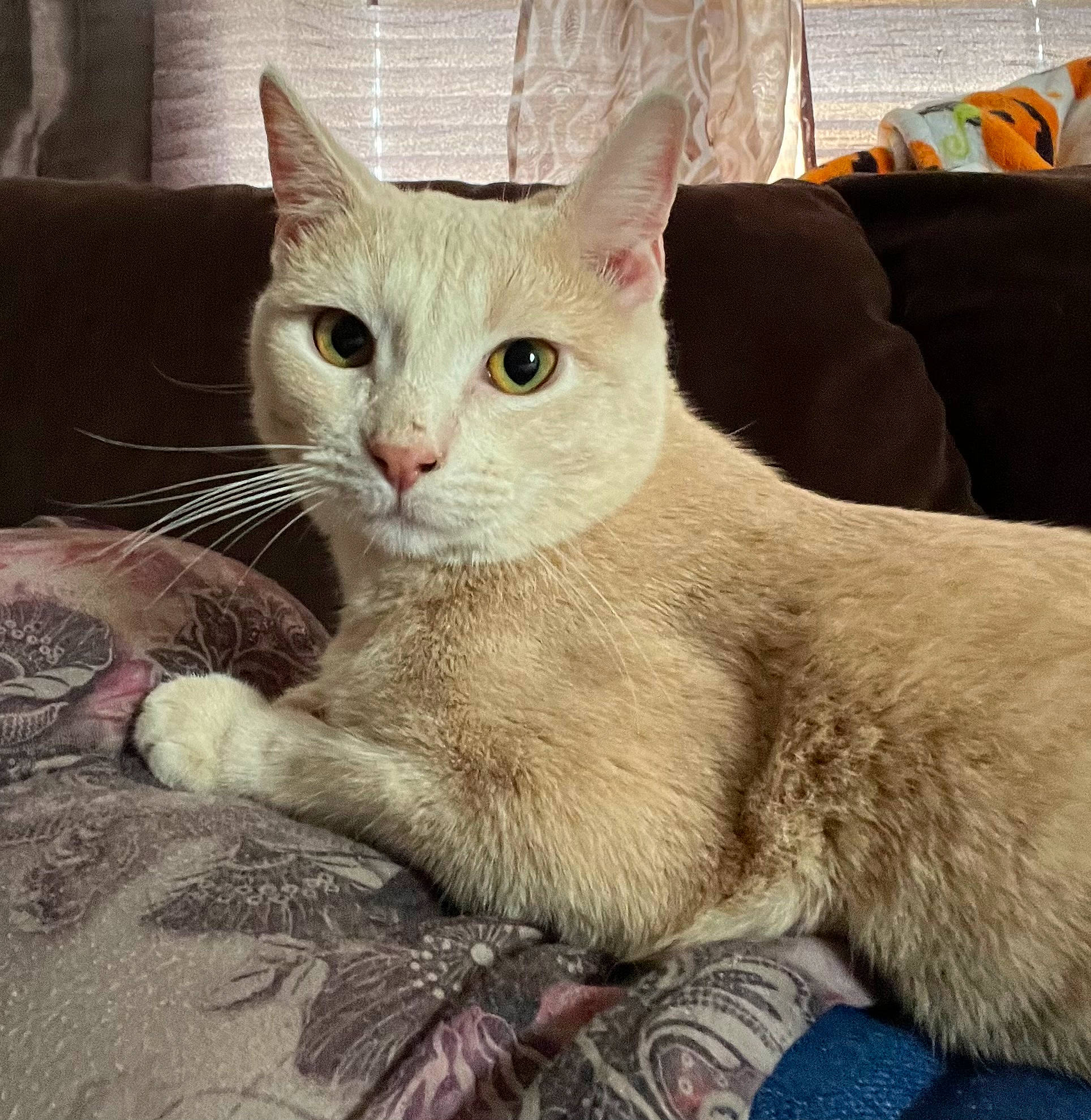 Simon joined the competition — help win amazing prizes! carnivore, cat, cat_supply, claw, comfort, domestic_short_haired_cat, fawn, felidae, fur, paw, small_to_medium_sized_cats, snout, tail, whiskers