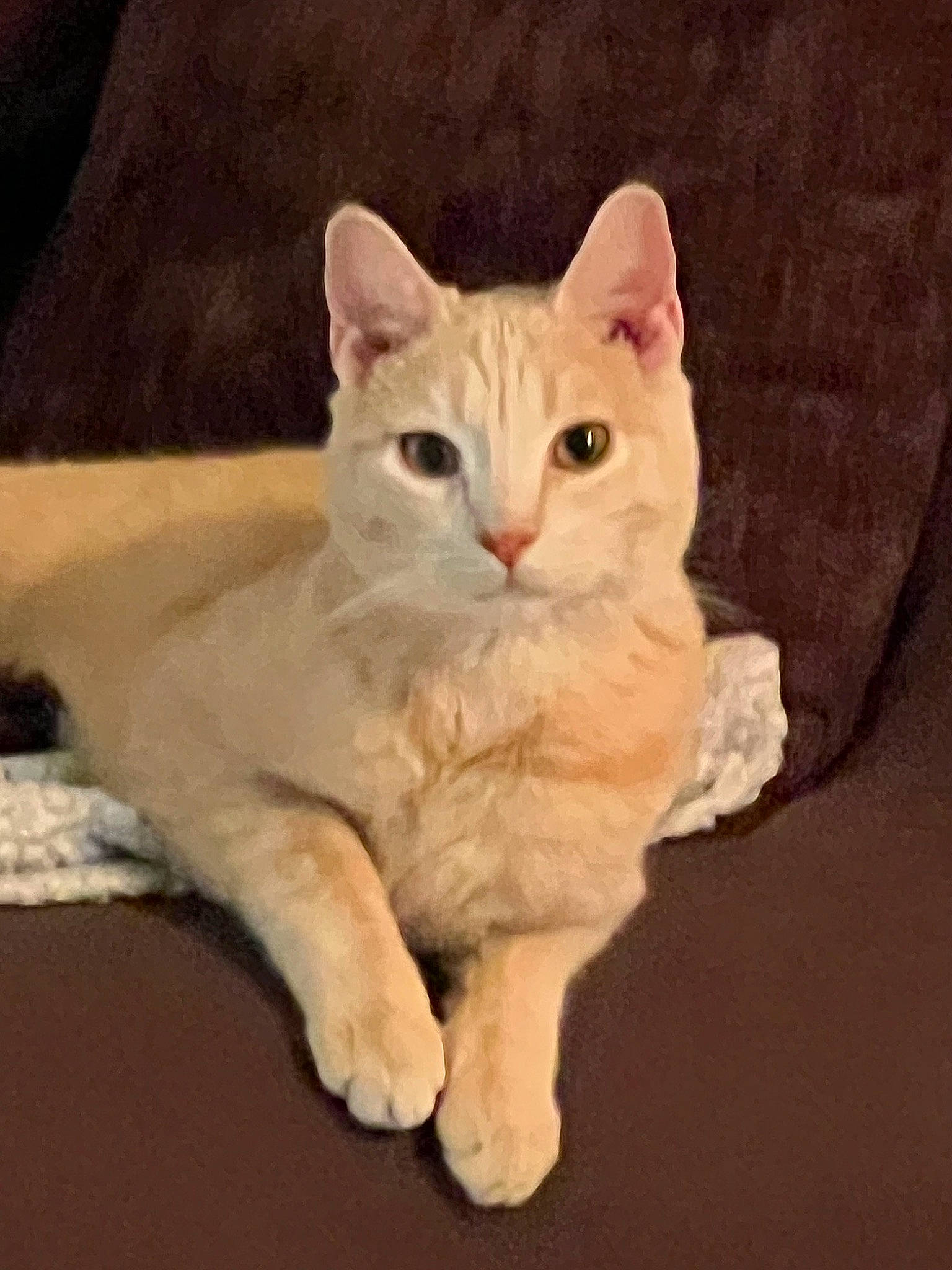 Simon joined the competition — help win amazing prizes! carnivore, cat, claw, comfort, domestic_short_haired_cat, ear, fawn, felidae, fur, paw, photo_caption, pleased, sitting, small_to_medium_sized_cats, snout, tail, whiskers