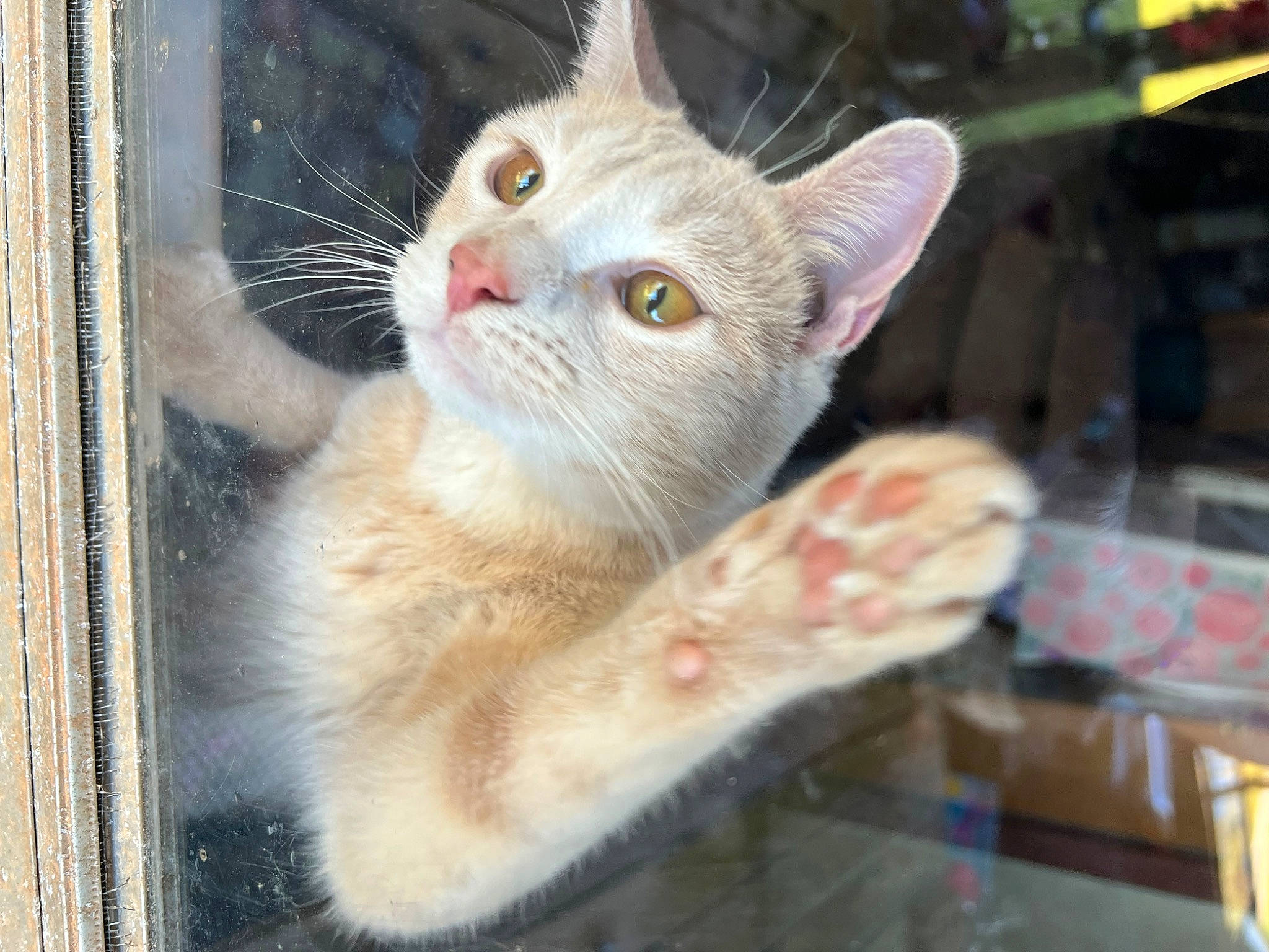 Simon joined the competition — help win amazing prizes! animal_shelter, carnivore, cat, cat_furniture, claw, domestic_short_haired_cat, fawn, felidae, fur, paw, pet_supply, photo_caption, small_to_medium_sized_cats, snout, tail, whiskers, window