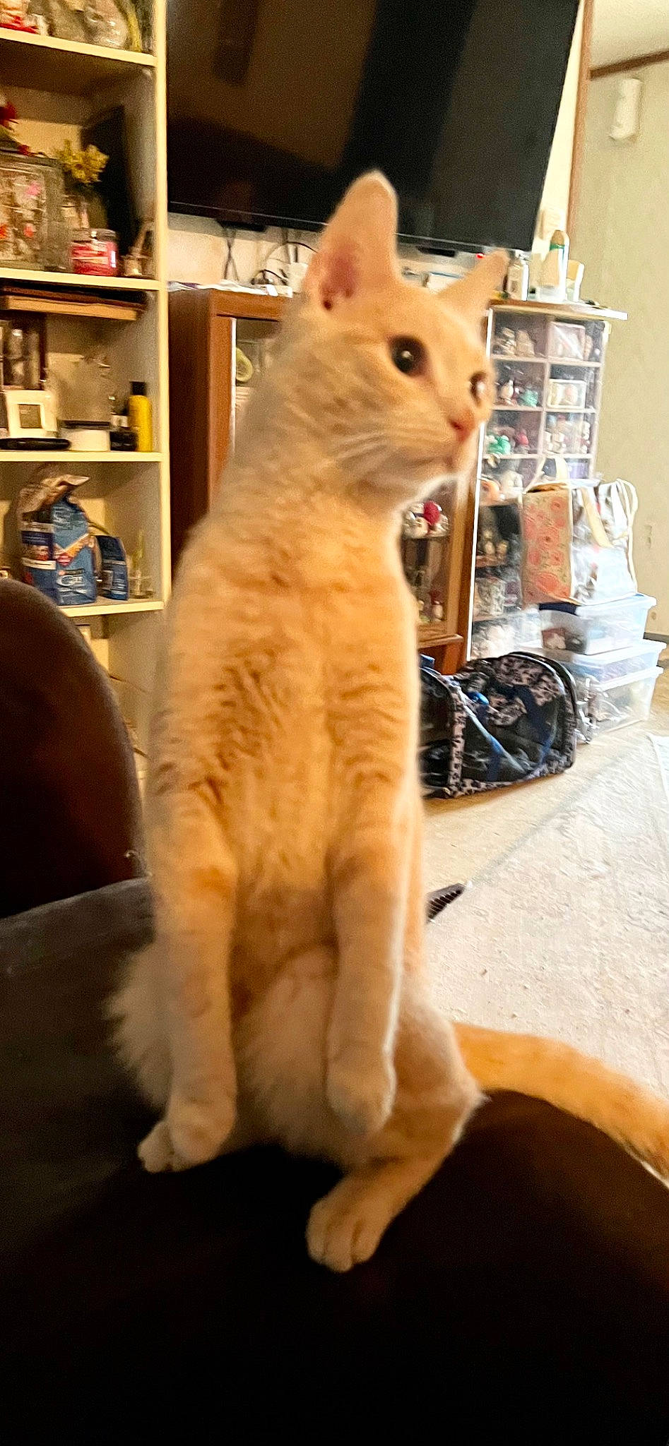 Simon joined the competition — help win amazing prizes! bookcase, carnivore, cat, claw, comfort, domestic_short_haired_cat, fawn, felidae, flooring, fur, paw, shelf, shelving, small_to_medium_sized_cats, snout, tail, whiskers