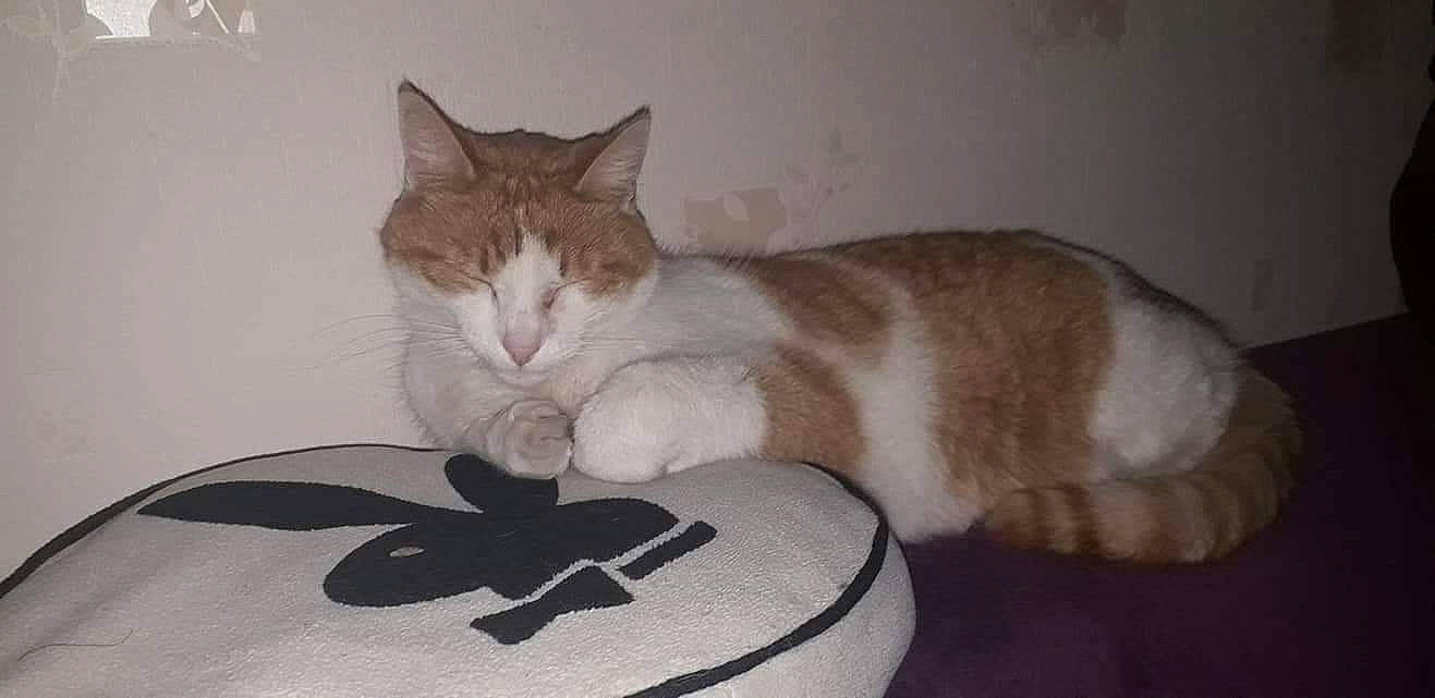 Noisette a rejoint le concours — aidez-le/la à gagner de superbes lots ! aegean_cat, american_wirehair, asian, carnivore, cat, domestic_short_haired_cat, european_shorthair, felidae, kitten, mammal, paw, photo_caption, polydactyl_cat, small_to_medium_sized_cats, tabby_cat, tail, whiskers