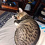 Joker joined the competition — help win amazing prizes! cat, tabby, sleeping, curled_up, pet, indoor, lap, furniture, rug, shelf, can, electronics, cords, wooden_shelf, relaxation, cozy, domestic, resting, animal, home