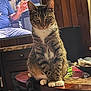 cat, tabby_cat, white_paws, table, wooden_table, living_room, television, person_on_tv, wood_paneling, furniture, indoor, pet, curious, sitting, animal, domestic_cat, household_items, cozy, fur, whiskers