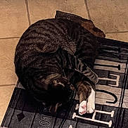 Joker joined the competition — help win amazing prizes! cat, tabby, curled_up, sleeping, paws, white_paws, mat, pattern, love, together, floor, tile, indoor, pet, cozy, resting, feline, domestic_animal, cute, relaxed