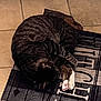 cat, tabby, curled_up, sleeping, paws, white_paws, mat, pattern, love, together, floor, tile, indoor, pet, cozy, resting, feline, domestic_animal, cute, relaxed