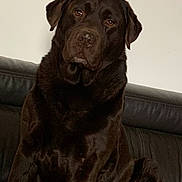 Max participe au concours pour gagner de l'argent avec cette photo : dog, labrador_retriever, brown_dog, pet, animal, sitting, indoor, leather_couch, fur, canine, mammal, companion, cute, portrait, calm, domestic_animal, friendly, young_dog, household, resting