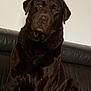 dog, labrador_retriever, brown_dog, pet, animal, sitting, indoor, leather_couch, fur, canine, mammal, companion, cute, portrait, calm, domestic_animal, friendly, young_dog, household, resting