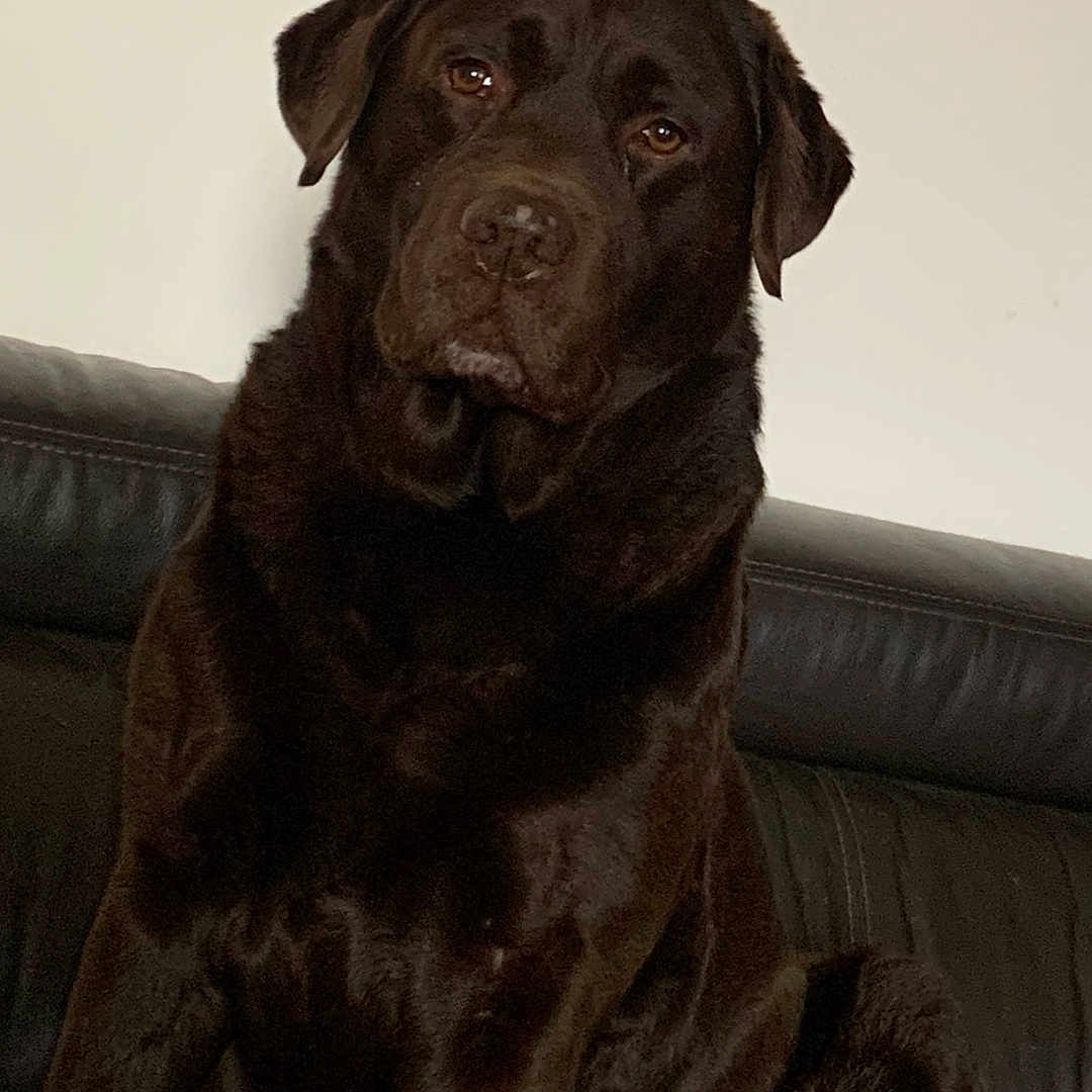 Max participe au concours pour gagner de l'argent avec cette photo : animal, brown_dog, calm, canine, companion, cute, dog, domestic_animal, friendly, fur, household, indoor, labrador_retriever, leather_couch, mammal, pet, portrait, resting, sitting, young_dog
