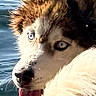 Simba a rejoint le concours — aidez-le/la à gagner de superbes lots ! dog, husky, canine, animal, pet, portrait, close_up, wet, swimming, water, lake, outdoors, blue_eyes, tongue, fur, fluffy, black_and_white, nature, sunlight, playful