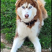 Simba a rejoint le concours — aidez-le/la à gagner de superbes lots ! dog, husky, siberian_husky, blue_eyes, pet, canine, animal, fluffy, fur, brown_and_white, outdoors, grass, sidewalk, paws, standing, portrait, front_view, alert, cute, companion