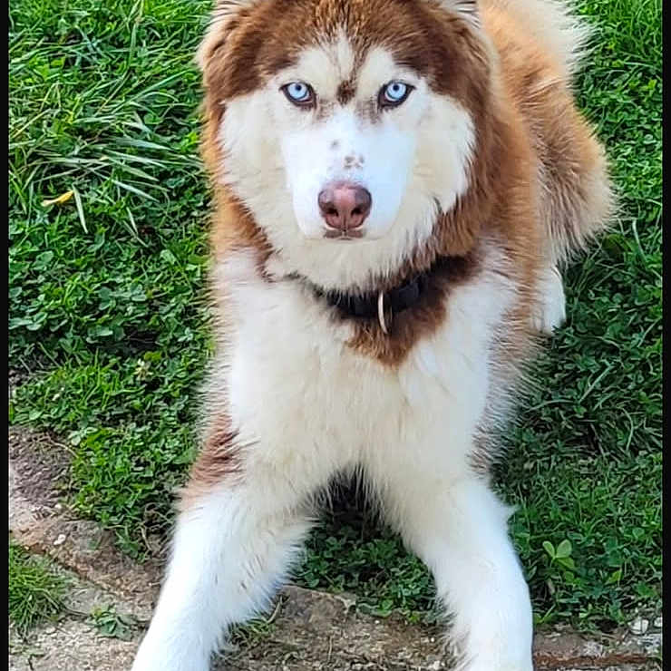 Simba a rejoint le concours — aidez-le/la à gagner de superbes lots ! dog, husky, siberian_husky, blue_eyes, pet, canine, animal, fluffy, fur, brown_and_white, outdoors, grass, sidewalk, paws, standing, portrait, front_view, alert, cute, companion