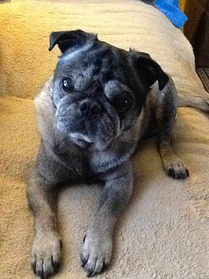 Toby