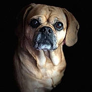 Shania is registered to the contest to win money with this photo: carnivoran, companion_dog, dog, dog_breed, dog_breed_group, dog_like_mammal, fawn, pug, puggle, puppy, puppy_love, snout, toy_bulldog, toy_dog