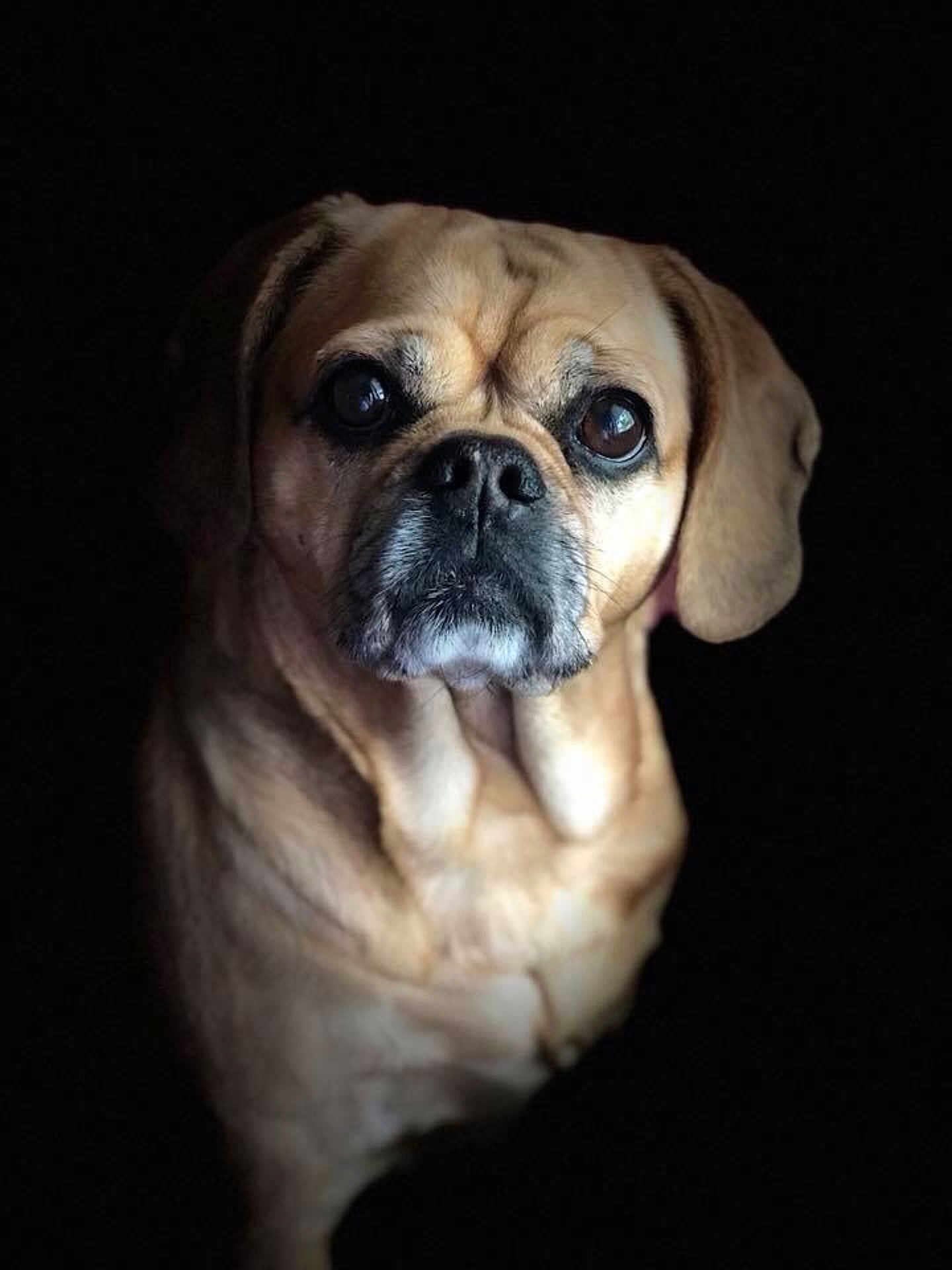 Shania is registered to the contest to win money with this photo: carnivoran, companion_dog, dog, dog_breed, dog_breed_group, dog_like_mammal, fawn, pug, puggle, puppy, puppy_love, snout, toy_bulldog, toy_dog