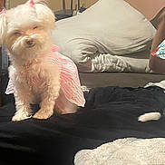 Gigi is registered to the contest to win money with this photo: dog, white_dog, pink_dress, pet_clothing, indoor, living_room, couch, pillow, black_blanket, wooden_furniture, small_dog, fluffy_dog, sitting, cozy, household, animal, companion, cute, relaxed, home_interior
