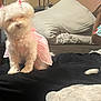 dog, white_dog, pink_dress, pet_clothing, indoor, living_room, couch, pillow, black_blanket, wooden_furniture, small_dog, fluffy_dog, sitting, cozy, household, animal, companion, cute, relaxed, home_interior