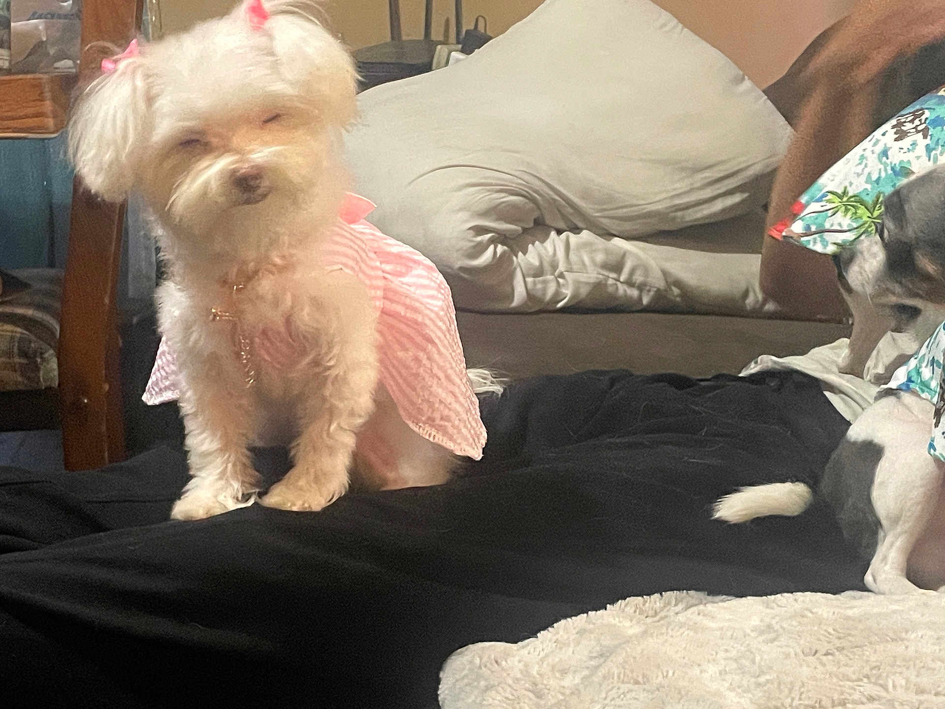 Gigi is registered to the contest to win money with this photo: dog, white_dog, pink_dress, pet_clothing, indoor, living_room, couch, pillow, black_blanket, wooden_furniture, small_dog, fluffy_dog, sitting, cozy, household, animal, companion, cute, relaxed, home_interior
