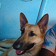 Ziva joined the competition — help win amazing prizes! dog, german_shepherd, pet, indoor, wall, blue_wall, person, tie_dye_shirt, ear, mouth, tongue, fur, animal, companion, relaxed, smiling, portrait, close_up, canine, living_room