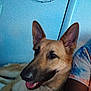 dog, german_shepherd, pet, indoor, wall, blue_wall, person, tie_dye_shirt, ear, mouth, tongue, fur, animal, companion, relaxed, smiling, portrait, close_up, canine, living_room