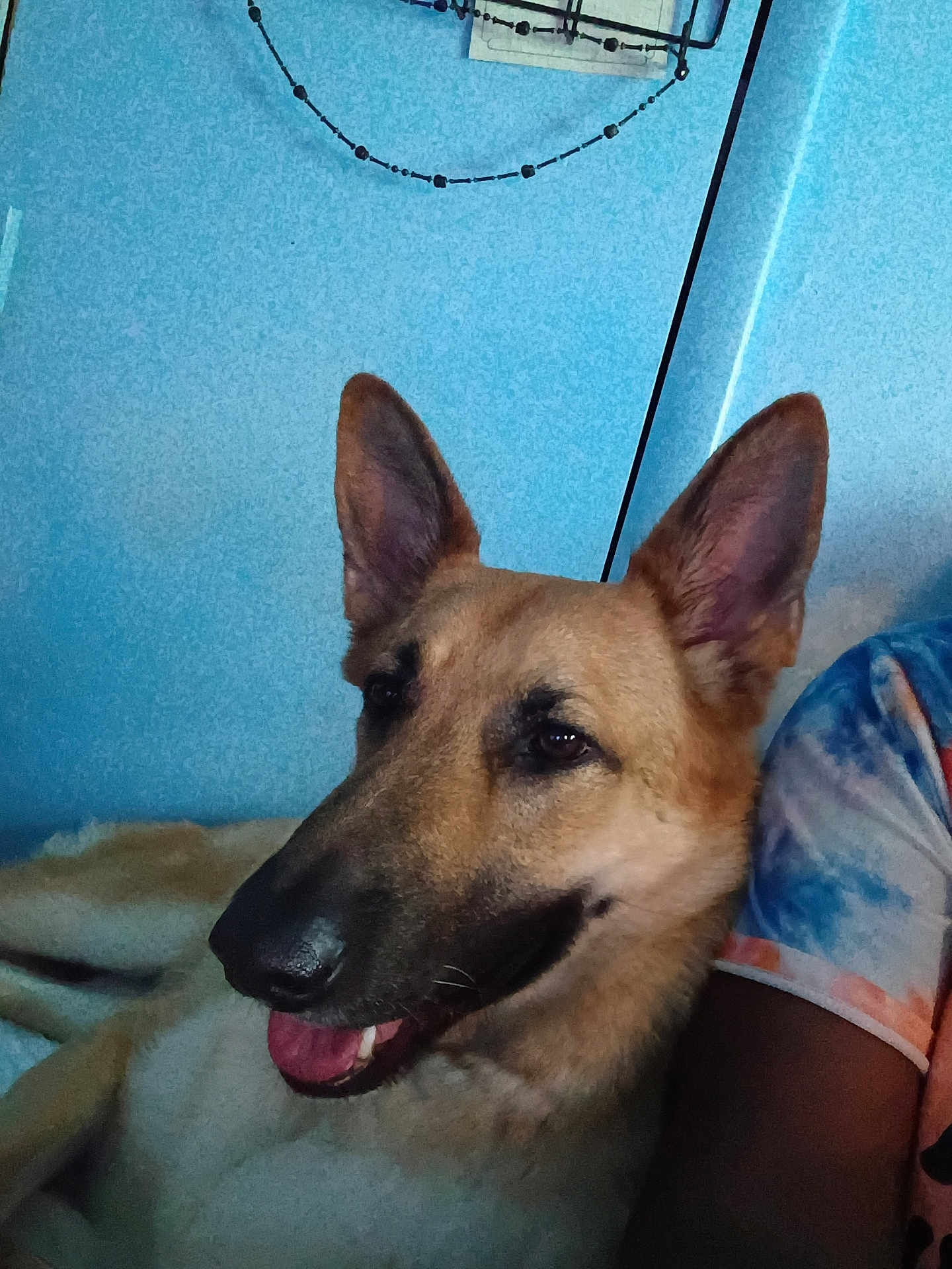 Ziva joined the competition — help win amazing prizes! dog, german_shepherd, pet, indoor, wall, blue_wall, person, tie_dye_shirt, ear, mouth, tongue, fur, animal, companion, relaxed, smiling, portrait, close_up, canine, living_room