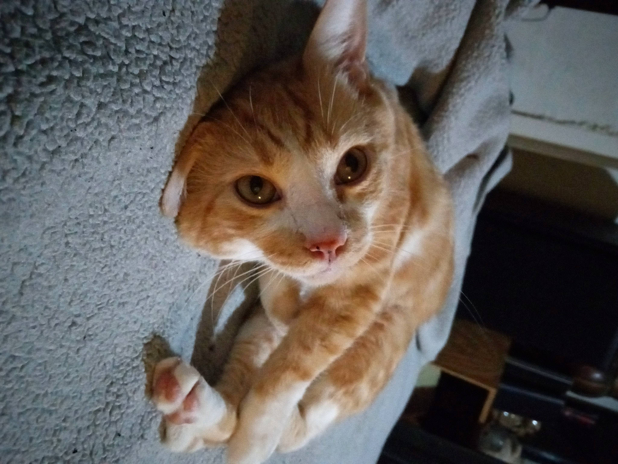 Butters joined the competition — help win amazing prizes! carnivore, cat, claw, domestic_short_haired_cat, ear, fawn, felidae, fur, paw, small_to_medium_sized_cats, snout, tail, whiskers