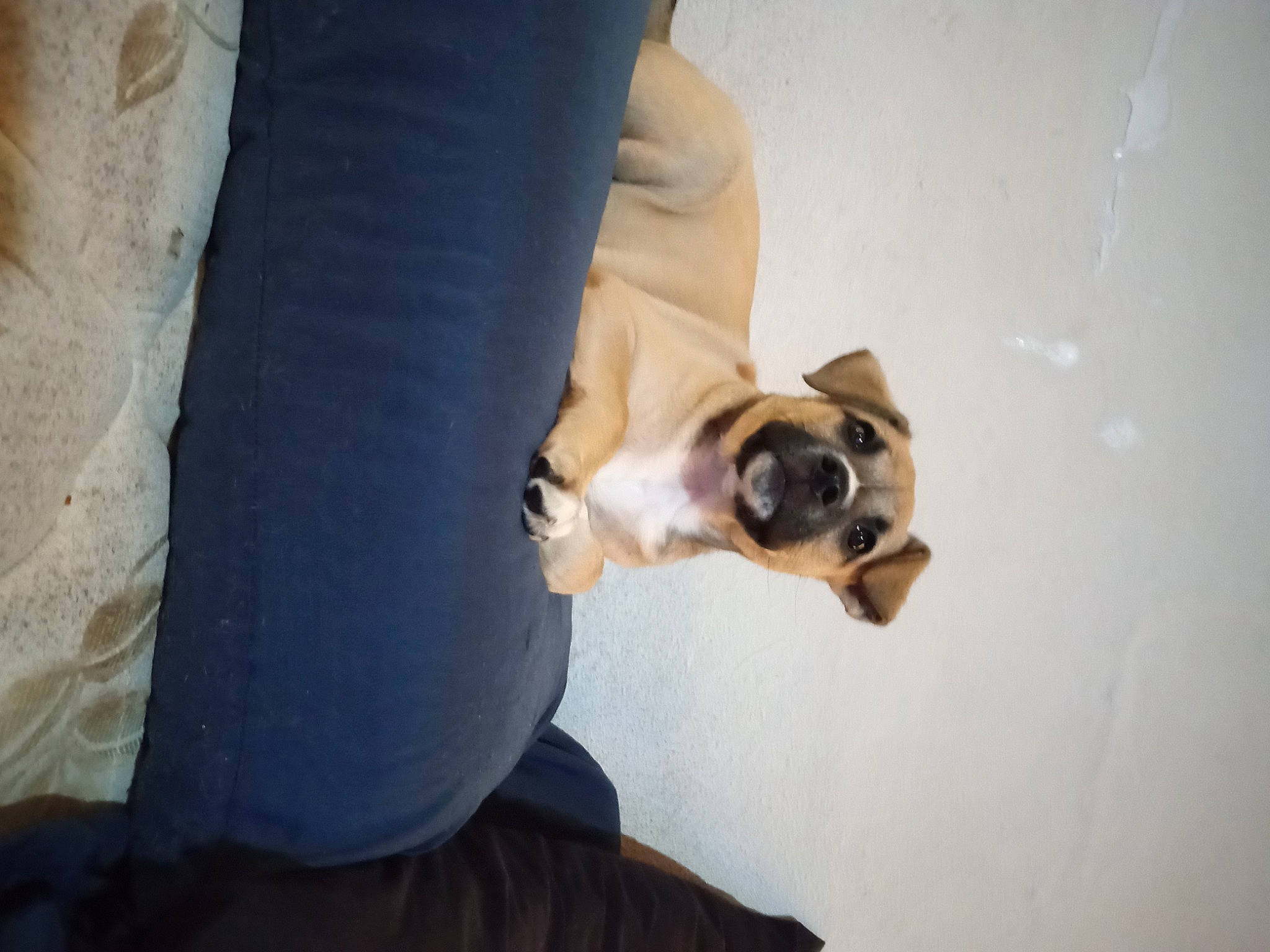 Prettygirl joined the competition — help win amazing prizes! canidae, carnivore, comfort, companion_dog, dog, dog_breed, elbow, eyewear, fawn, gesture, human_leg, knee, snout, sporting_group, sunglasses, tail, toy_dog, whiskers, wood, working_animal