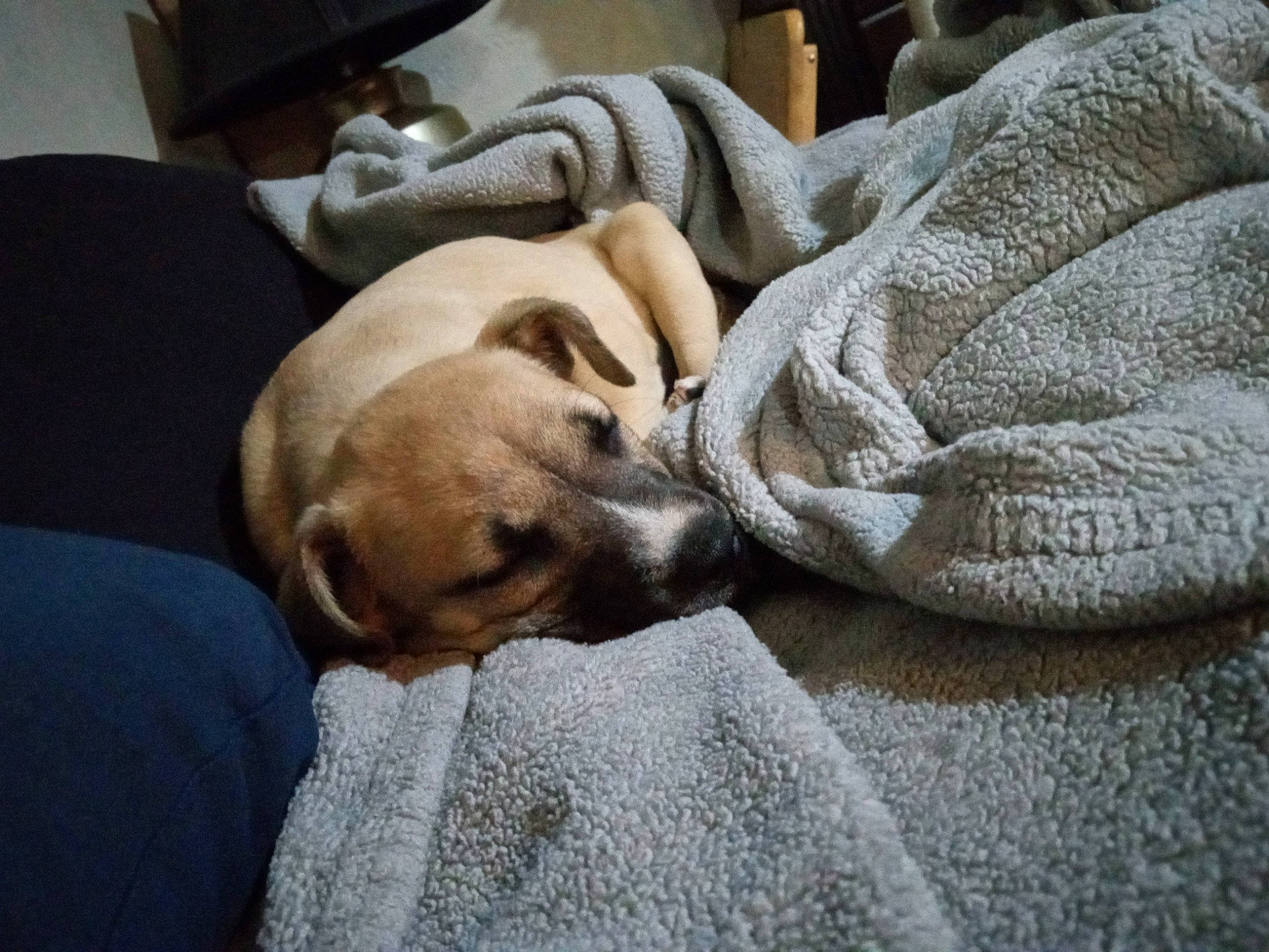 Prettygirl is registered to the contest to win money with this photo: bedding, canidae, carnivore, comfort, companion_dog, couch, dog, dog_breed, fawn, felidae, flooring, fur, grey, linens, nap, sleep, snout, sporting_group, whiskers, wood