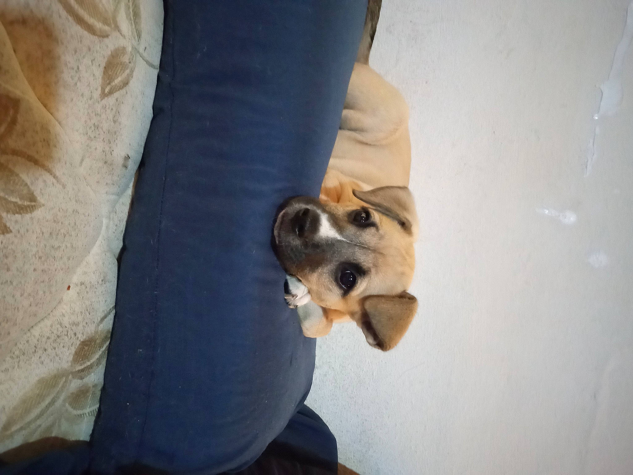 Prettygirl is registered to the contest to win money with this photo: adventure, canidae, carnivore, comfort, companion_dog, dog, dog_breed, fawn, flooring, foot, fur, guard_dog, human_leg, knee, non_sporting_group, paw, sporting_group, thigh, wood, working_animal