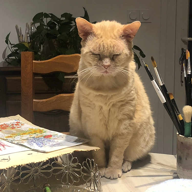 Malley a rejoint le concours — aidez-le/la à gagner de superbes lots ! art_supplies, cat, cream_colored, creative_space, decor, domestic, feline, indoor, paint, paintbrushes, pets, plant, quiet, relaxed, serene, still_life, studio, table, watercolor_paintings, wooden_chair