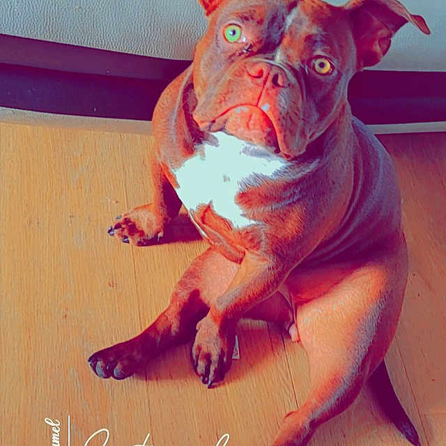 Bella