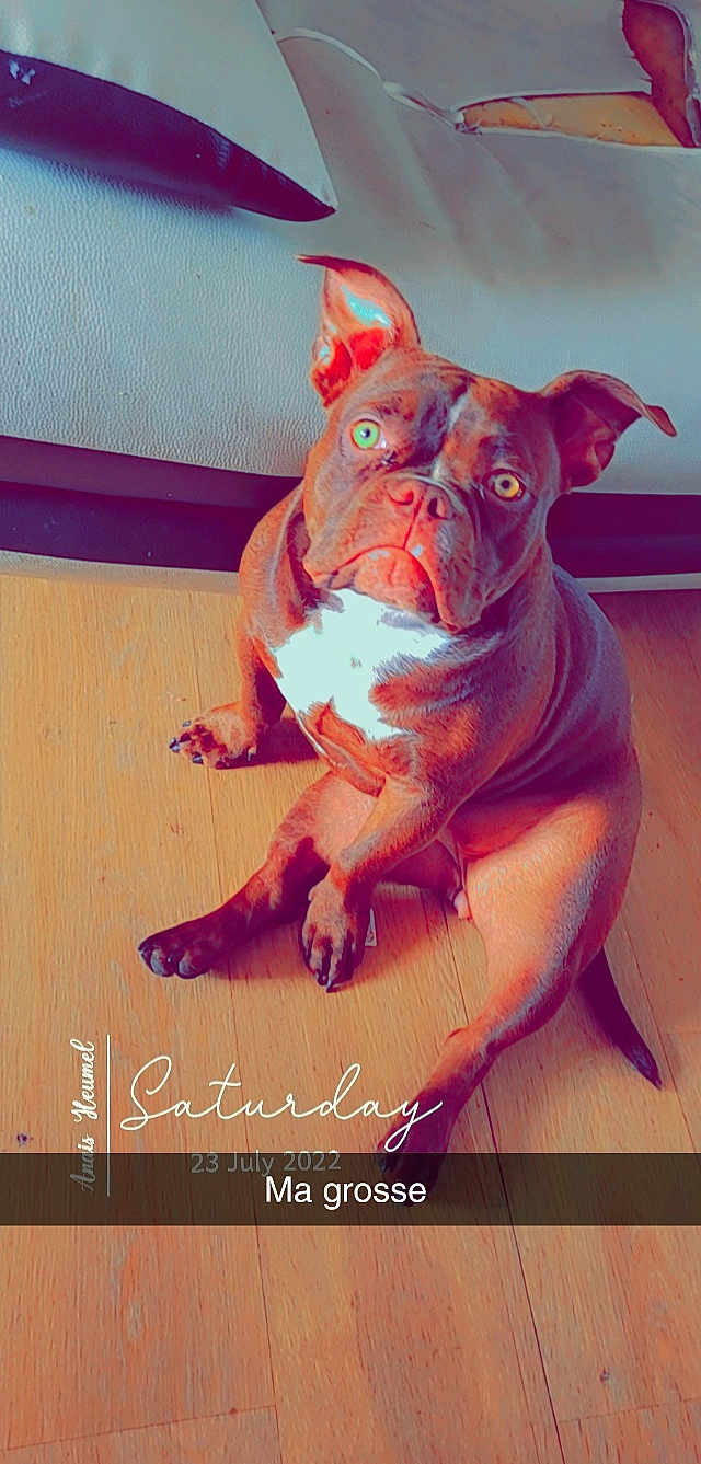 Bella
