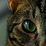 Carter joined the competition — help win amazing prizes! animal, animal_portrait, cat, close_up, cute, domestic_animal, ear, eye, face, feline, fur, green_eye, indoor, mammal, nature, pet, portrait, soft_background, tabby_cat, whiskers