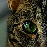 animal, animal_portrait, cat, close_up, cute, domestic_animal, ear, eye, face, feline, fur, green_eye, indoor, mammal, nature, pet, portrait, soft_background, tabby_cat, whiskers