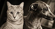 Ipso a rejoint le concours — aidez-le/la à gagner de superbes lots ! animal, canine, cat, charisma, closeup, dog, ears, elegance, eyes, feline, fur, looking, pet, portrait, sepia, sidebyside, sitting, text_overlay, vintage, whiskers