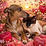 Ipso participe au concours pour gagner de l'argent avec cette photo : animal, blanket, bokeh, cat, closeup, cozy, cushion, cute, dog, flower, furry, heart, love, nature, pet, pink, resting, romantic, soft, sunset