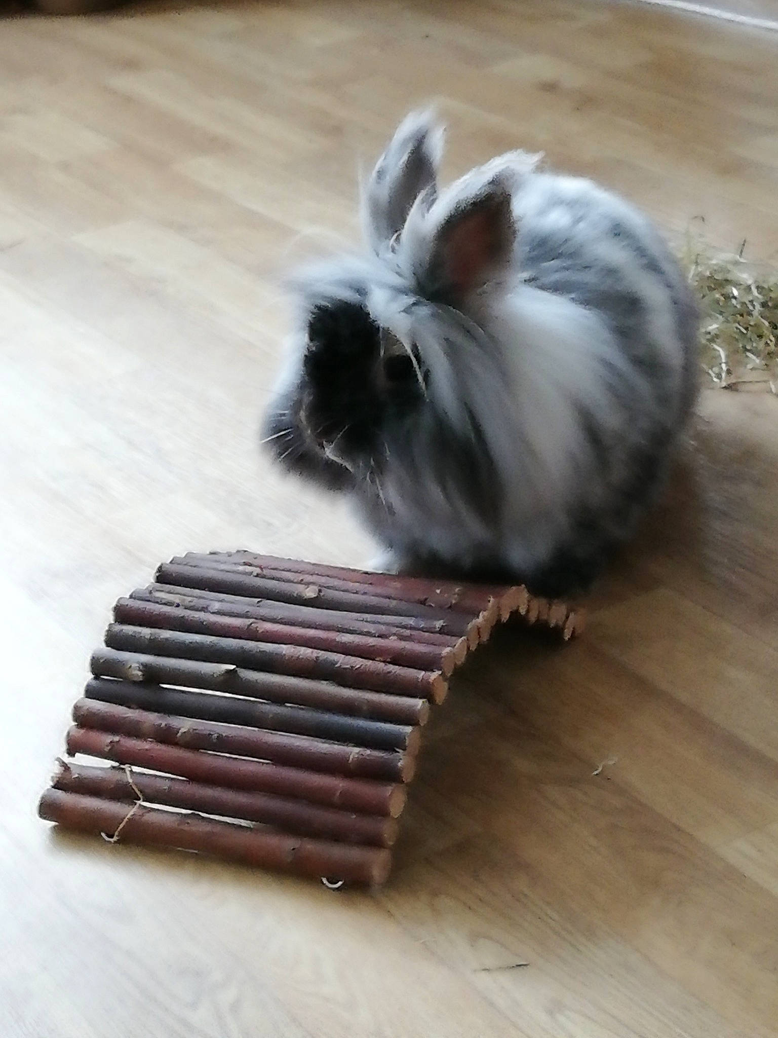 Filou participe au concours pour gagner de l'argent avec cette photo : angora_rabbit, domestic_rabbit, fur, guinea_pig, rabbit, rabbits_and_hares, rodent, whiskers