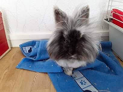 Filou participe au concours pour gagner de l'argent avec cette photo : angora_rabbit, domestic_rabbit, ear, rabbit, rabbits_and_hares, snout, whiskers