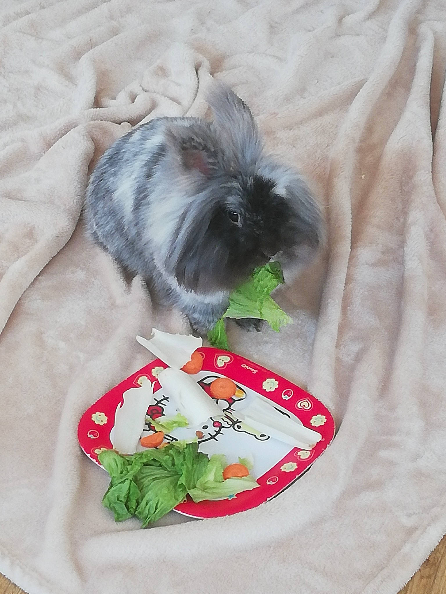 Filou participe au concours pour gagner de l'argent avec cette photo : canidae, dog_breed, puppy, rodent, shih_tzu, toy_dog