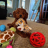 Penelope Rose is registered to the contest to win money with this photo: puppy, dog, toy, stuffed_animal, carpet, indoor, living_room, brown_fur, plush_toy, red_ball, turtle_toy, blue_toy, cute, pet, floor, playful, young_dog, furniture, window, cozy