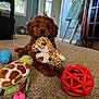 puppy, dog, toy, stuffed_animal, carpet, indoor, living_room, brown_fur, plush_toy, red_ball, turtle_toy, blue_toy, cute, pet, floor, playful, young_dog, furniture, window, cozy