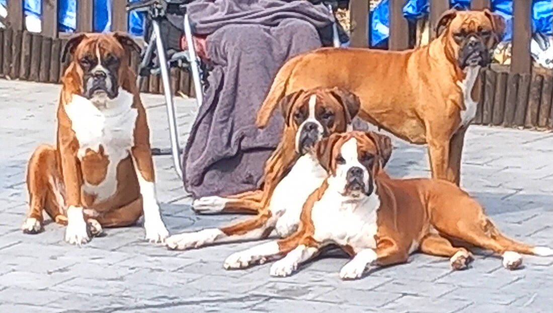 Omaley a rejoint le concours — aidez-le/la à gagner de superbes lots ! ancient_dog_breeds, art, boxer, canidae, carnivore, companion_dog, dog, dog_breed, dog_supply, fawn, flooring, non_sporting_group, sharing, snout, sporting_group, working_animal, working_dog