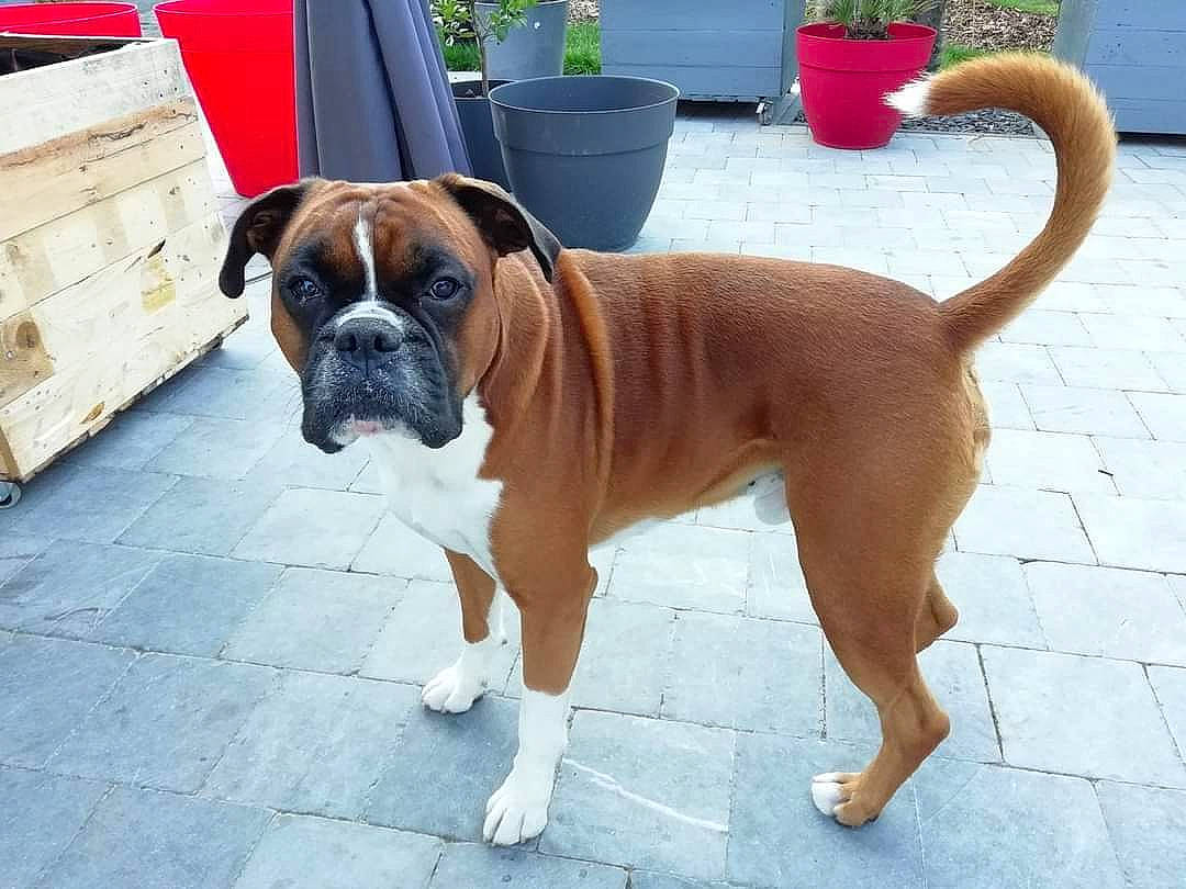 Omaley a rejoint le concours — aidez-le/la à gagner de superbes lots ! biting, boxer, carnivore, chair, collar, companion_dog, dog, dog_breed, dog_collar, fawn, flooring, flowerpot, paw, plant, snout, sporting_group, tail, working_animal, working_dog, wrinkle