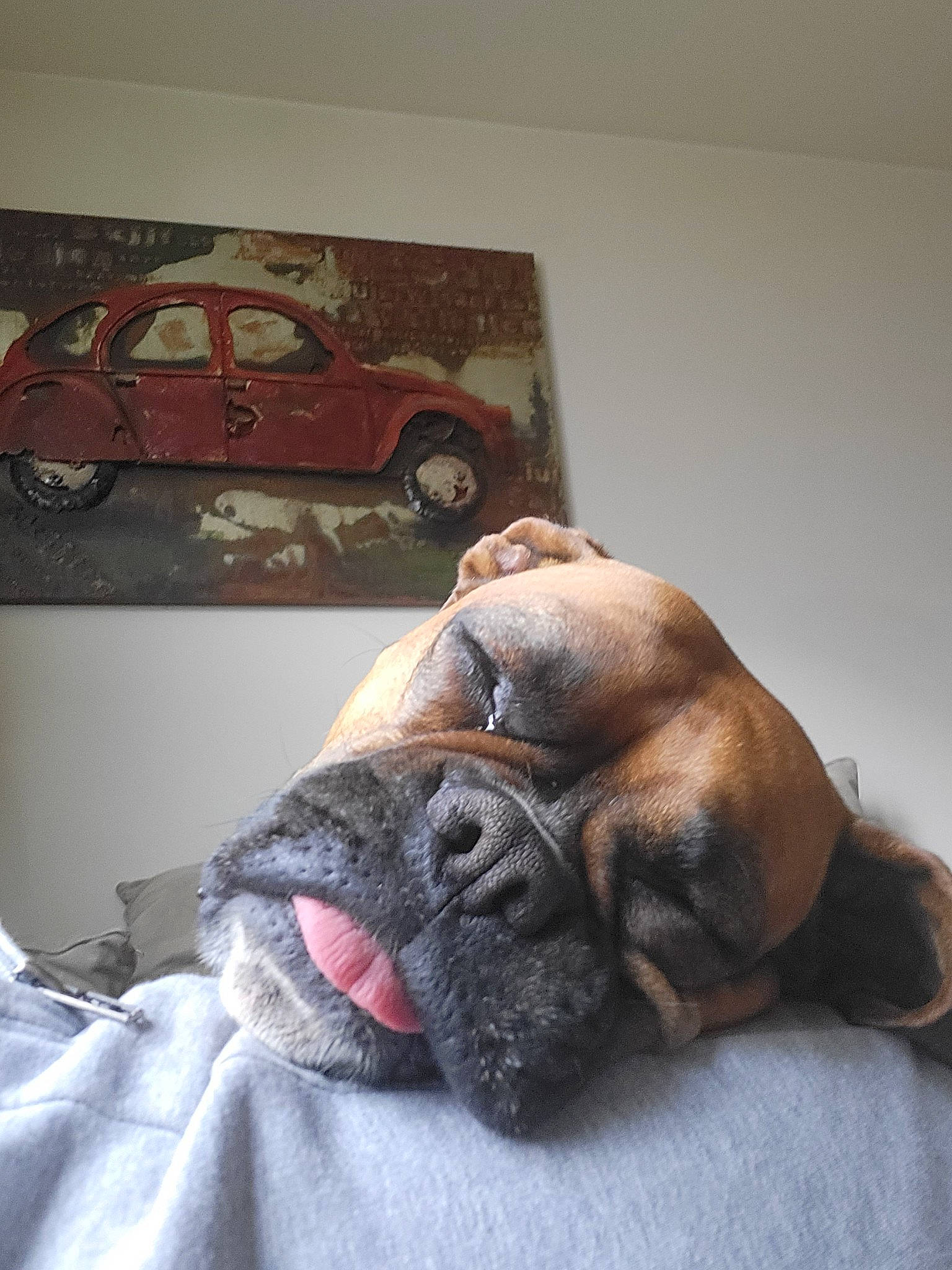 Mia participe au concours pour gagner de l'argent avec cette photo : automotive_design, carnivore, comfort, companion_dog, dog, dog_breed, fawn, fender, hood, liver, motor_vehicle, snout, terrestrial_animal, tire, vehicle, vehicle_door, wheel, whiskers, working_animal, wrinkle