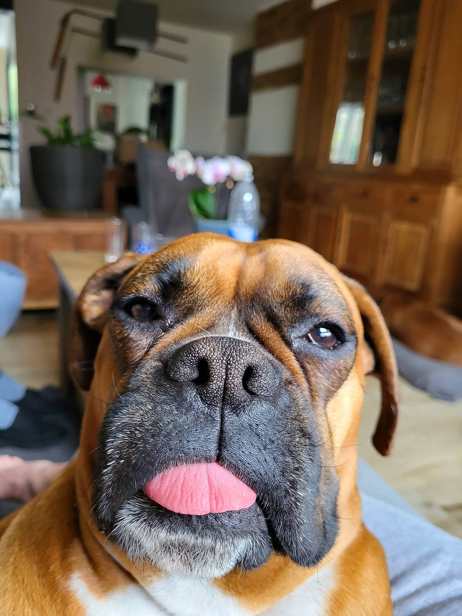 Mia a rejoint le concours — aidez-le/la à gagner de superbes lots ! ancient_dog_breeds, biting, boxer, canidae, carnivore, collar, companion_dog, dog, dog_breed, fawn, giant_dog_breed, houseplant, molosser, plant, snout, sporting_group, whiskers, working_animal, working_dog, wrinkle