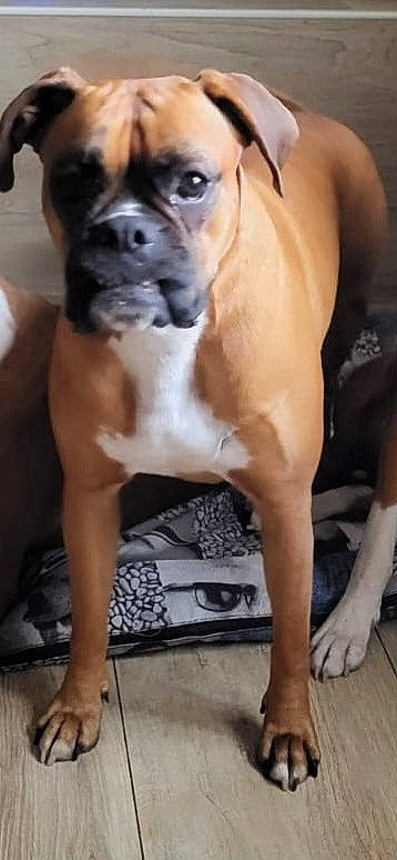 Mia a rejoint le concours — aidez-le/la à gagner de superbes lots ! bored, boxer, canidae, carnivore, companion_dog, dog, dog_breed, fawn, fixture, flooring, foot, human_leg, non_sporting_group, photography, sandal, snout, sporting_group, working_animal, working_dog, wrinkle